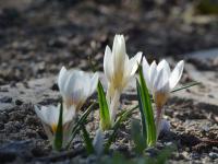 Crocus vernus (Šafrán jarní)