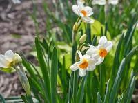 Narcissus (Narcis 'Geranium' - Tazetta narcisy)
