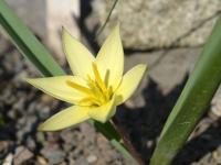 Tulipa dasystemon (Tulipán - bledě žlutý květ)