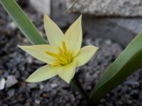 Tulipa dasystemon (Tulipán - bledě žlutý květ)