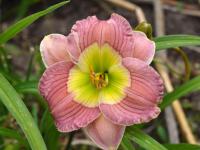 Hemerocallis (Denivka 'Green Treat')