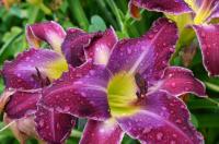 Hemerocallis (Denivka 'Michael Bennett')
