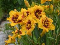 Hemerocallis (Denivka 'Mount Helena')