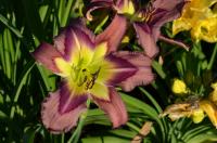Hemerocallis (Denivka 'Purple Cheetah')