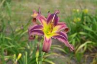Hemerocallis (Denivka 'Starman's Quest')