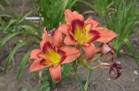 Hemerocallis (Denivka 'Carnival in Mexico')