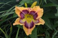 Hemerocallis (Denivka 'Fancy Face')