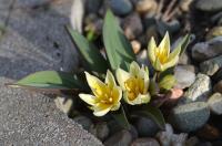 Tulipa jacquesii (Tulipán)