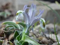 Iris subdecolorata (Kosatec)