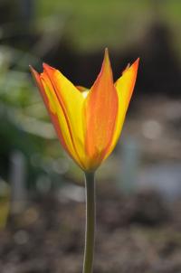 Tulipa ferganica (Tulipán)