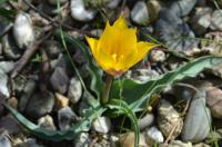 Tulipa ferganica (Tulipán)