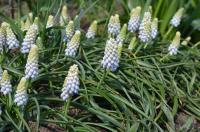 Muscari armeniacum (Modřenec arménský 'Argaei Album')