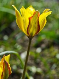 Tulipa tetraphylla (Tulipán)