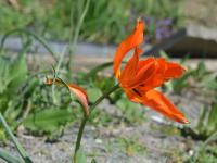 Tulipa ostrowskiana (Tulipán)