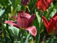 Tulipa rubidusa (Tulipán)
