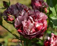 Rosa (Růže 'Ferdinand Pichard' - Historické růže)