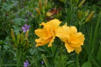 Hemerocallis (Denivka)