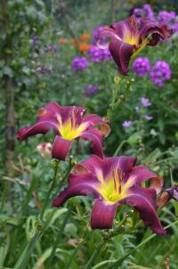 Hemerocallis (Denivka)