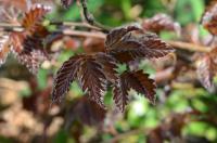 Fagus sylvatica (Buk lesní 'Rohan Weeping')