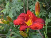 Hemerocallis (Denivka 'Chicago Apache')