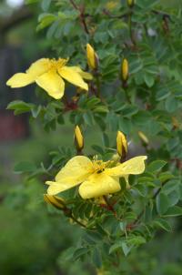 Rosa platyacantha (Růže)