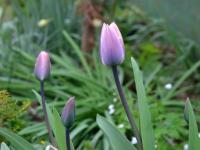 Tulipa (Tulipán 'Light and Dreamy')