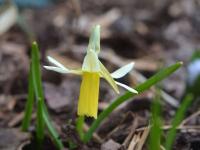 Narcissus (Narcis 'Snipe' - Cyclamineus narcisy)
