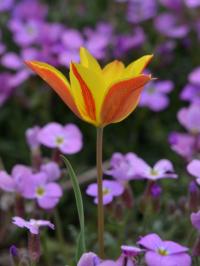 Tulipa aff zenaidae (Tulipán)