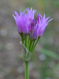Allium brevistylum (Česnek)