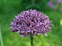 Allium (Česnek 'Mercurius')