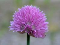 Allium schoenoprasum (Pažitka pobřežní 'Forescate')