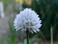 Allium schoenoprasum (Pažitka pobřežní 'Black Isle Blush')