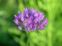 Allium rubellum (Česnek)