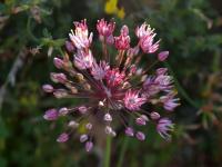 Allium trachyscordum (Česnek)
