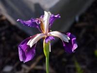Iris (Kosatec 'Blue Meadow Fly' - Sibiřské kosatce)
