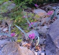 Allium oreophilum (Česnek vysokohorský 'Samur')