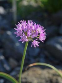 Allium carolinianum (Česnek 'Rosy Dream')