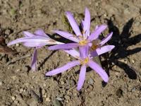 Colchicum autumnale (Ocún jesenní)