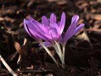 Colchicum autumnale (Ocún jesenní)
