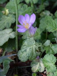 Colchicum autumnale (Ocún jesenní)