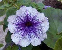 Petunia x hybrida (Petúnie)