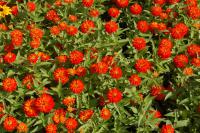 Zinnia elegans (Ostálka sličná)