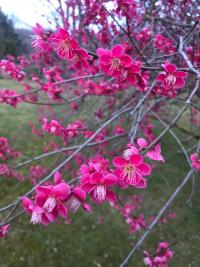 Prunus mume (Slivoň japonská 'Benishidori')