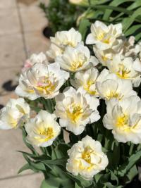 Tulipa (Tulipán)