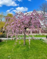 Prunus serrulata (Sakura ozdobná)