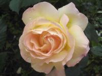 Rosa (Růže 'Gloria Dei' - Velkokvěté růže)