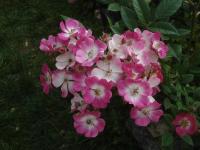 Rosa (Růže 'Mozart')