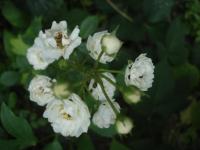 Růže 'Csángóföld' - Skalkové růže