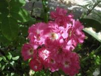 Rosa (Růže 'Karcsi' - Skalkové růže)