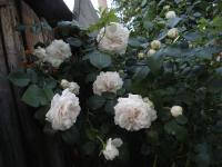 Rosa 'Praha 89'  Rose plant